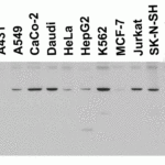 <strong>Figure 3 Western Blot Validation in Human and Mouse Cell Lines</strong><br>Loading: 15 μg of lysates per lane.Antibodies: PD-1 4065 (4 μg/mL), 1h incubation at RT in 5% NFDM/TBST.Secondary: Goat anti-rabbit IgG HRP conjugate at 1:10000 dilution.