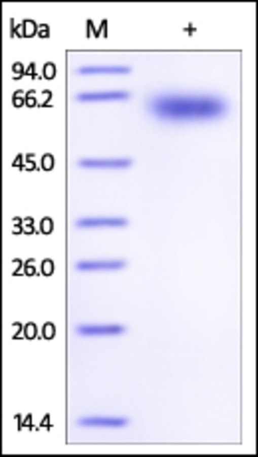 PD1 Recombinant Protein