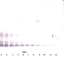 To detect hPDGF-BB by Western Blot analysis this antibody can be used at a concentration of 0.1-0.2 ug/ml. Used in conjunction with compatible secondary reagents the detection limit for recombinant hPDGF-BB is 1.5-3.0 ng/lane, under either reducing or non-reducing conditions.