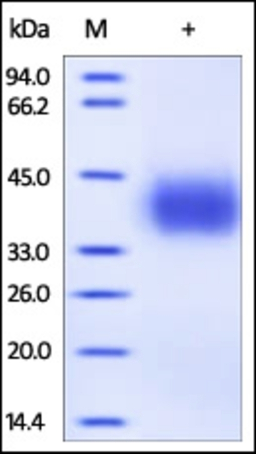 PDL1 Recombinant Protein
