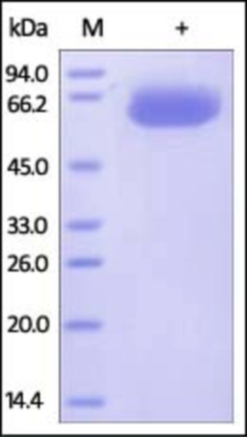 PDL1 Recombinant Protein