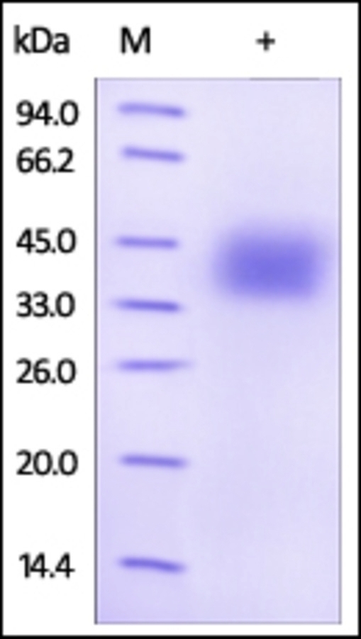 PDL1 Recombinant Protein