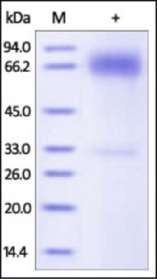 PDL1 Recombinant Protein