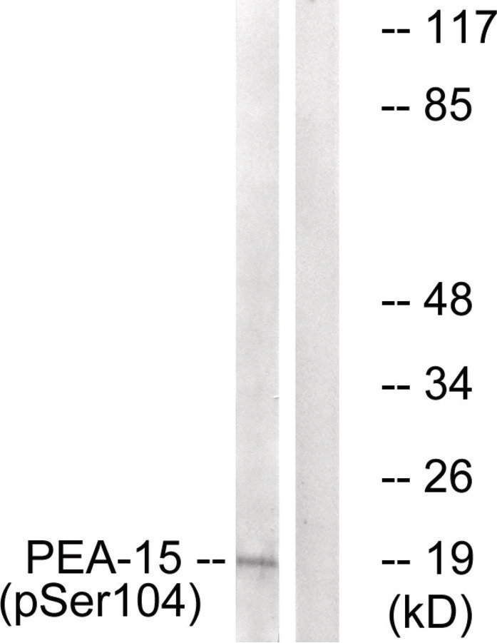 PEA-15 (phospho Ser104) Antibody