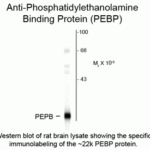 Western blot of rat brain lysate showing the specific immunolabeling of the ~22k PEBP protein.
