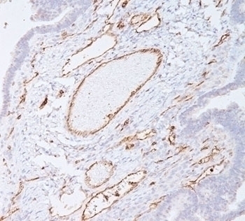PECAM-1 Antibody [C31.7]