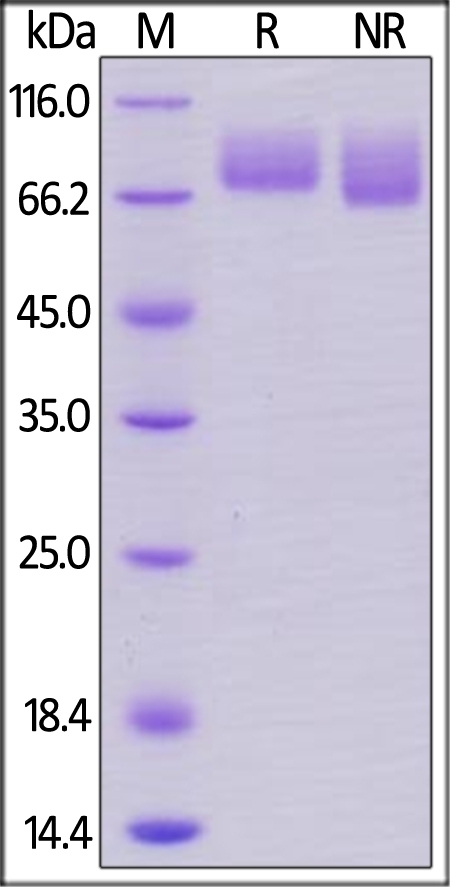 PECAM1 Recombinant Protein
