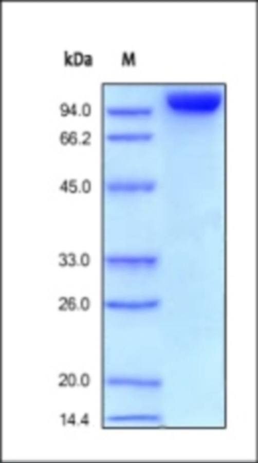 PECAM1 Recombinant Protein