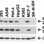 <strong>Figure 1 Independent Antibody Validation (IAV) via Protein Expression Profile in Human Cell Lines</strong><br>Loading: 15 μg of lysates per lane.Antibodies: PERP 2451 (1 μg/mL), PERP, 57-777 (2 μg/mL), beta-actin 3779 (1 μg/mL) and GAPDH (0.02 μg/mL),  1h incubation at RT  in 5% NFDM/TBST.Secondary: Goat anti-rabbit IgG HRP conjugate at 1:10000 dilution.