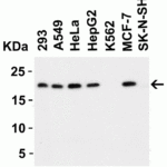 <strong>Figure 2 Western Blot Validation in Human Cell Lines</strong><br>Loading: 15 μg of lysates per lane.Antibodies: PERP 2451 (1 μg/mL), 1h incubation at RT in 5% NFDM/TBST.Secondary: Goat anti-rabbit IgG HRP conjugate at 1:10000 dilution.