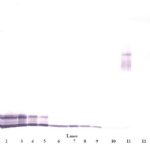 To detect hPF-4 by Western Blot analysis this antibody can be used at a concentration of 0.1-0.2 ug/ml. Used in conjunction with compatible secondary reagents the detection limit for recombinant hPF-4 is 1.5-3.0 ng/lane, under either reducing or non-reducing conditions.