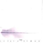 To detect hPF-4 by Western Blot analysis this antibody can be used at a concentration of 0.1-0.2 ug/ml. Used in conjunction with compatible secondary reagents the detection limit for recombinant hPF-4 is 1.5-3.0 ng/lane, under either reducing or non-reducing conditions.