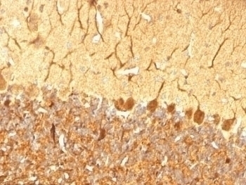 PGP9.5 Antibody [SPM574]