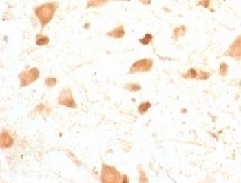 PGP9.5 Antibody [UBCE-L1]