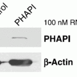 <strong>Figure 6  KD Validation of PHAPI  in Human Breast Cancer Cells  (Schafer et al., 2006) </strong><br>Human Breast Cancer Cells (T47D cells) were transfected with control or PHAPI siRNA duplex.  PHAPI was detected  via Western Blot analysis by using the anti-PHAPI antibody.  PHAPI expression was reduced after PHAPI siRNA knockdown.