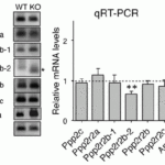 <strong>Figure 9   Induced Expression Validation of PHAPI/Anp32a in Atxn1 KO Mice (Sa´nchez et al.,  2013) </strong><br>Western blot analysis of PHAPI/Anp32a from the cerebellum of WT and Atxn1 KO mice.  PHAPI expression was significantly increased (2 folds) in Atxn1 KO mice as compared to WT mice.  The same effect was observed in PHAPI mRNA levels.