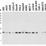 <strong>Figure 3 Western Blot Validation in Human, Mouse and Rat Cell Lines</strong><br>Loading: 15 μg of lysates per lane.Antibodies: PHAP I  3151 (1 μg/mL), 1h incubation at RT in 5% NFDM/TBST.Secondary: Goat anti-rabbit IgG HRP conjugate at 1:10000 dilution.