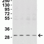 <strong>Figure 3 Western Blot Validation in Human Cell Lines</strong><br>Loading: 15 μg of lysates per lane.Antibodies: PHAP I  3145 (2 μg/mL), 1h incubation at RT in 5% NFDM/TBST.Secondary: Goat anti-rabbit IgG HRP conjugate at 1:10000 dilution.