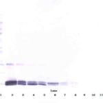 To detect hPlGF by Western Blot analysis this antibody can be used at a concentration of 0.1 - 0.2 ug/ml. Used in conjunction with compatible secondary reagents the detection limit for recombinant hPlGF is 1.5 - 3.0 ng/lane, under either reducing or non-reducing conditions.