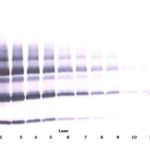 To detect hPlGF by Western Blot analysis this antibody can be used at a concentration of 0.1 - 0.2 ug/ml. Used in conjunction with compatible secondary reagents the detection limit for recombinant hPlGF is 1.5 - 3.0 ng/lane, under either reducing or non-reducing conditions.