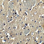Immunohistochemistry of PION in mouse brain tissue with PION antibody at 5 μg/mL.