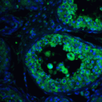 Immunofluorescence of PIST in human testis tissue with PIST antibody at 20 μg/ml.<br><br>Green: PIST Antibody (3631) <br> Blue: DAPI staining