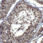 Immunohistochemistry of PIST in human testis tissue with PIST antibody at 2 μg/ml.