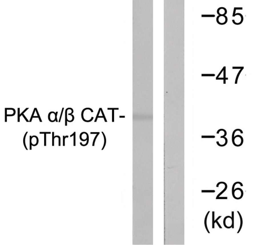 PKA alpha/beta CAT (phospho Thr197) Antibody