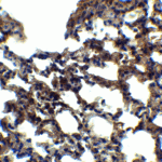 <strong>Figure 6 Immunohistochemistry Validation of PKR in Mouse Lung </strong><br>Immunohistochemical analysis of paraffin-embedded mouse lung tissue using anti-PKR antibody (3947) at 5 μg/ml. Tissue was fixed with formaldehyde and blocked with 10% serum for 1 h at RT; antigen retrieval was by heat mediation with a citrate buffer (pH6). Samples were incubated with primary antibody overnight at 4°C. A goat anti-rabbit IgG H&L (HRP) at 1/250 was used as secondary. Counter stained with Hematoxylin.