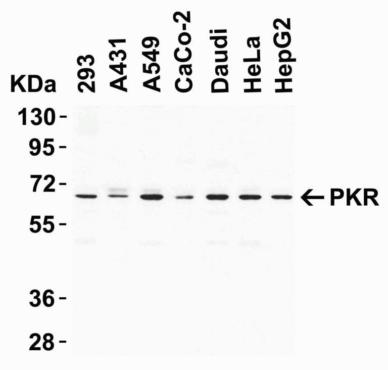 PKR Antibody