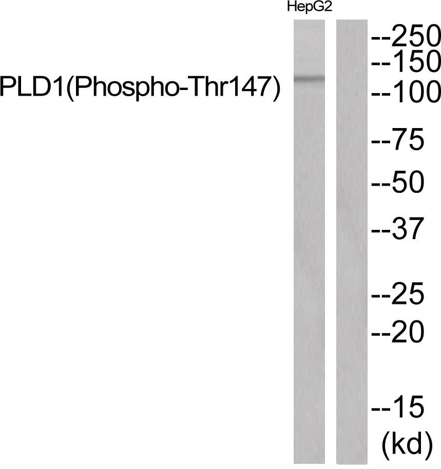 PLD1 (phospho Thr147) Antibody