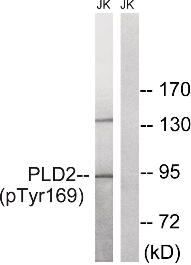PLD2 (phospho Tyr169) Antibody