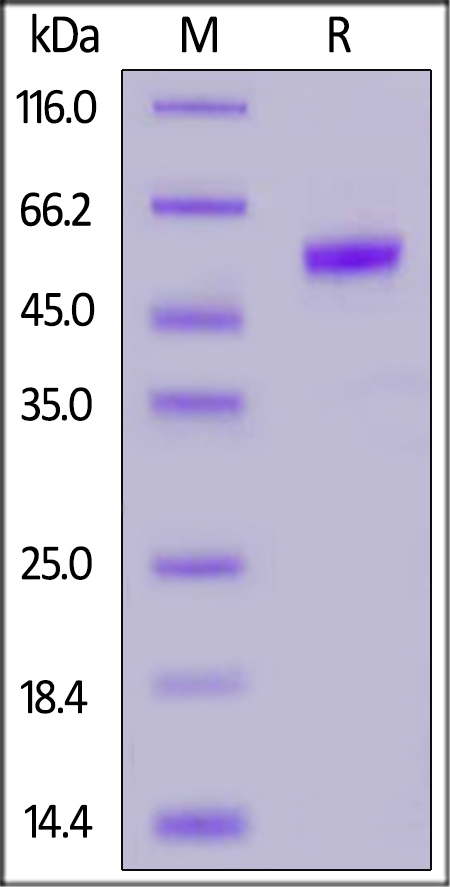 PLGF / PGF (19-149) Recombinant Protein