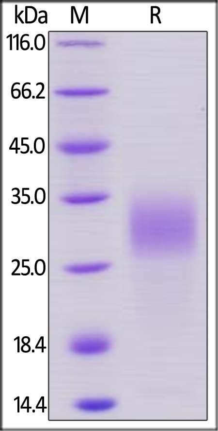 PLGF / PGF Recombinant Protein