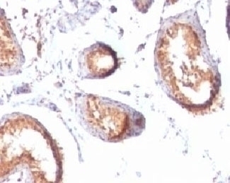 PMEL17 Antibody [MSSG95]