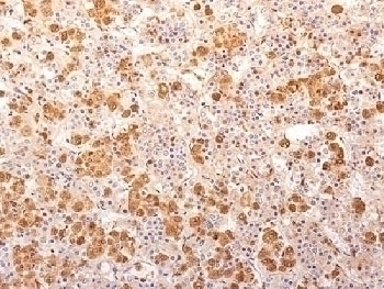 POMC Antibody [57]