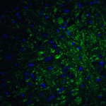 <strong>Figure 8 Immunofluorescence Validation of PRDM16 in Mouse Brain</strong><br> Immunofluorescent analysis of 4% paraformaldehyde-fixed mouse brain tissue labeling PRDM16 with 5555 at 20 μg/mL, followed by goat anti-rabbit IgG secondary antibody at 1/500 dilution (green) and DAPI staining (blue).