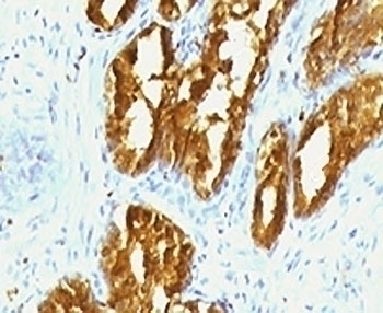 PSAP Antibody [PSPN1-1]