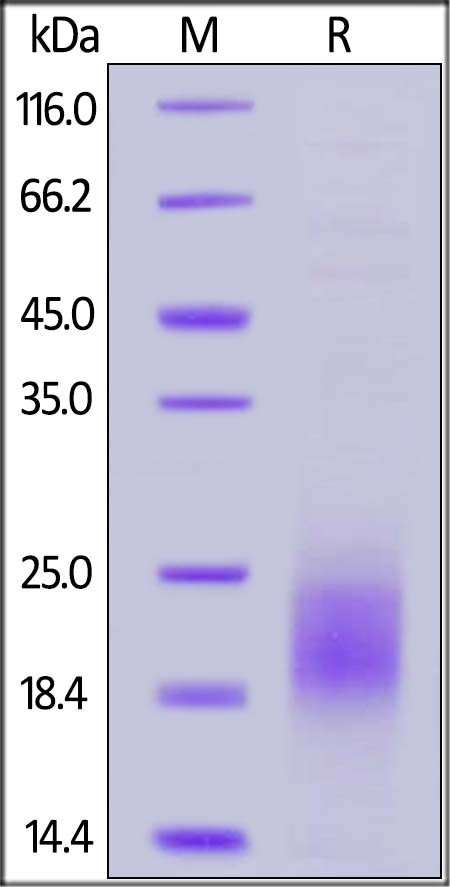PSCA Recombinant Protein