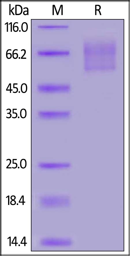 PSGL-1 / CD162 Recombinant Protein