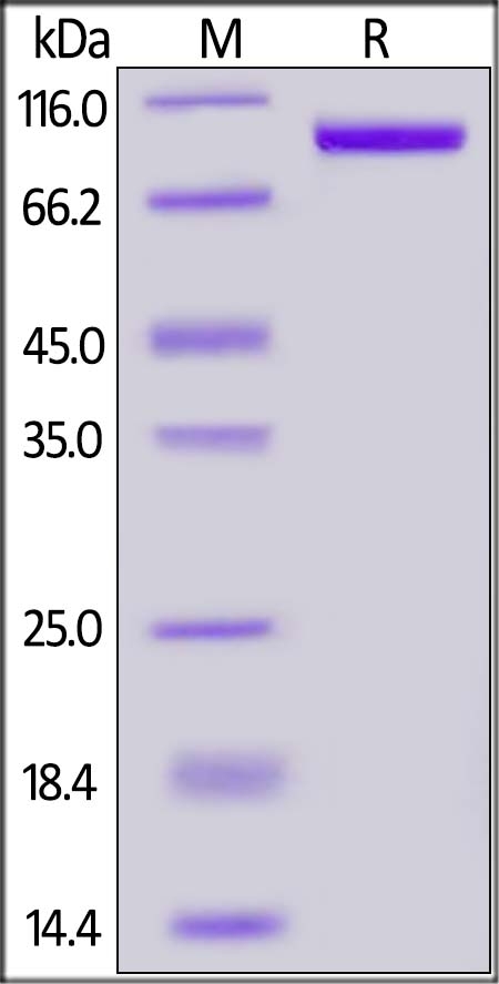 PSMA / FOLH1 Recombinant Protein