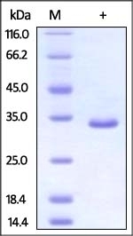 PSME3 Recombinant Protein