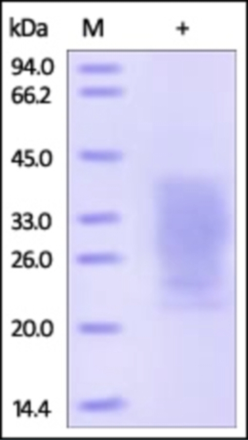 PTHR1 Recombinant Protein