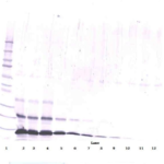 To detect hPTHrP by Western Blot analysis this antibody can be used at a concentration of 0.1 - 0.2 ug/ml. Used in conjunction with compatible secondary reagents the detection limit for recombinant hPTHrP is 1.5 - 3.0 ng/lane, under either reducing or non-reducing conditions.