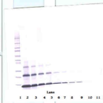 To detect hPTHrP by Western Blot analysis this antibody can be used at a concentration of 0.1 - 0.2 ug/ml. Used in conjunction with compatible secondary reagents the detection limit for recombinant hPTHrP is 1.5 - 3.0 ng/lane, under either reducing or non-reducing conditions.