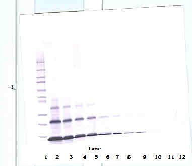 PTHrP Antibody
