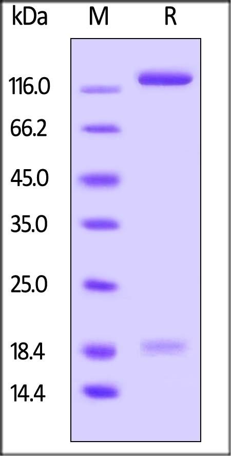 PTPRD Recombinant Protein