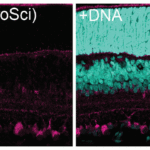 <strong>Figure 10 Immunofluorescence Validation of PUMA in Rat Retina (Wakabayashi et al., 2012) </strong><br>PUMA expression in the rat retina detected by anti-PUMA antibodies (3043). The specimens were counterstained with Hoechst 33258 to visualize nuclei (+DNA). GCL, ganglion cell layer; INL, inner nuclear layer; IPL, inner plexiform layer; ONL, outer nuclear layer; OPL, outer plexiform layer; P, postnatal day.