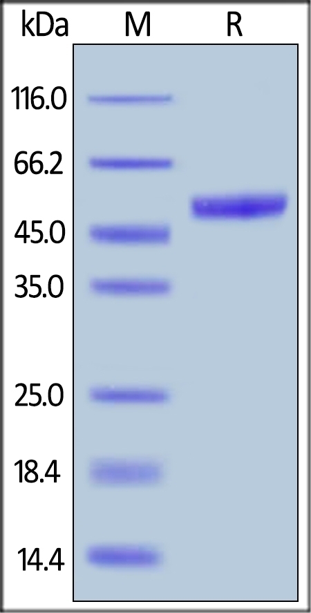PVRIG Recombinant Protein