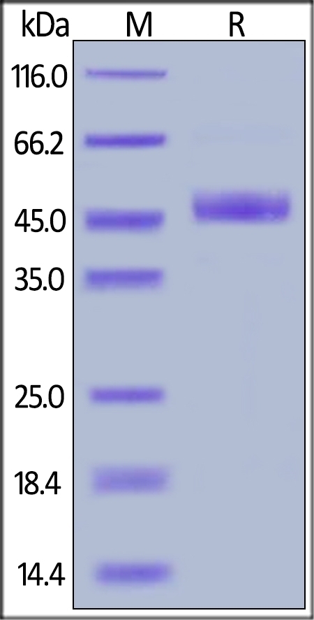 PVRIG Recombinant Protein